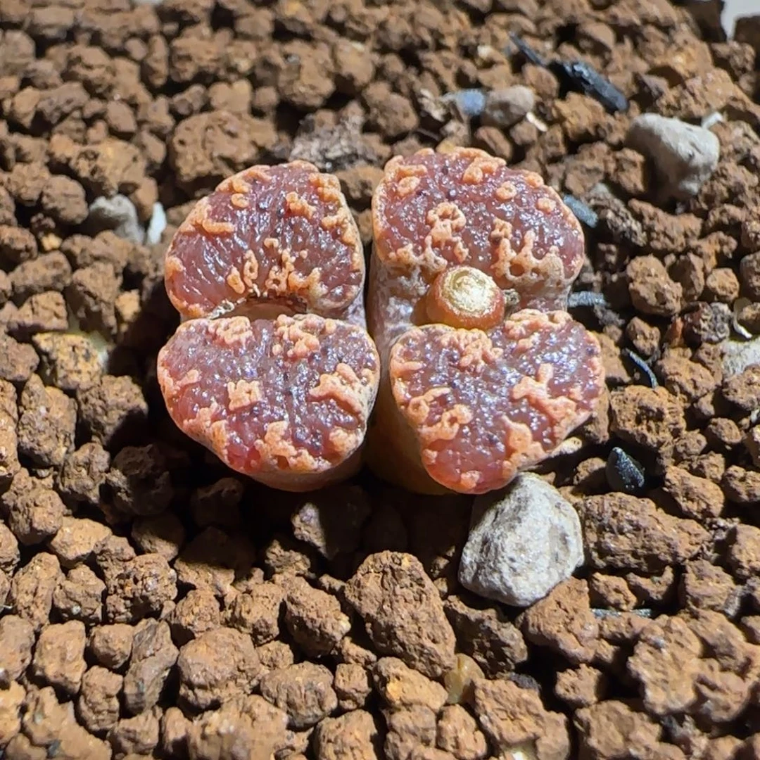 肉锥多肉植物组合-mro15、921