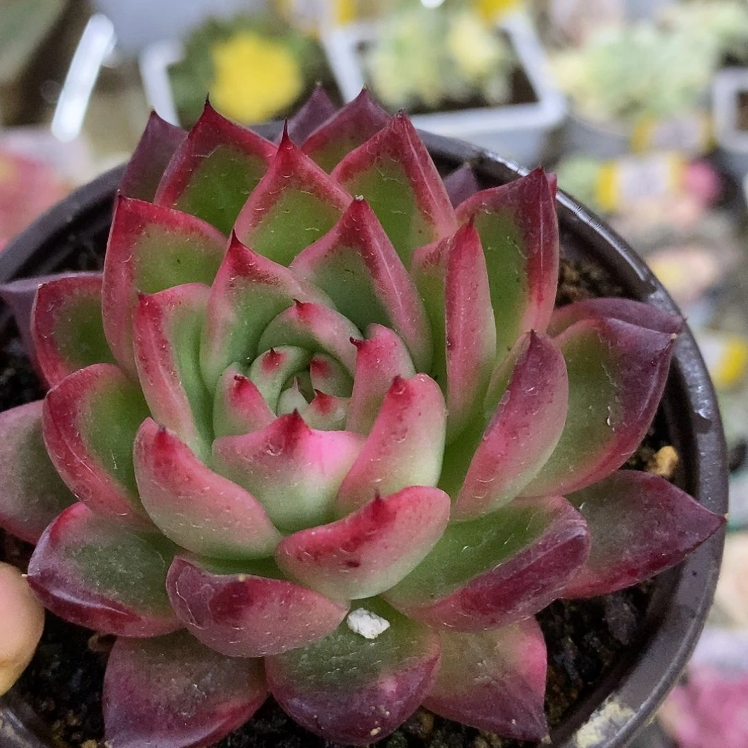 619东云杂哈哈哈哈哈