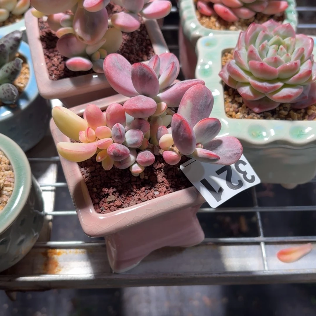 之**?乒乓福娘锦带盆321