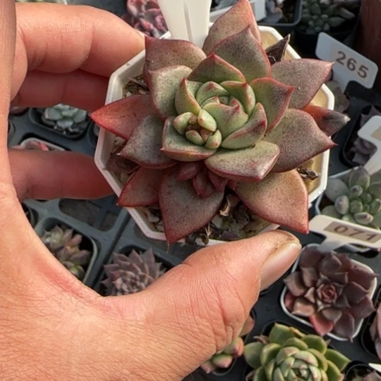 153百合锦杂多肉植物多