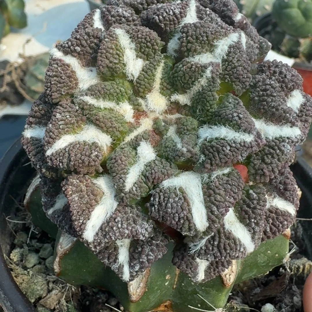 【闪购商品】小*胖双头大尤黑823