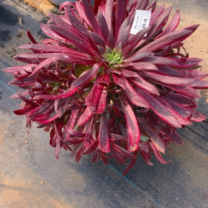 84惊鸿嫩量法师多肉断枝不售后