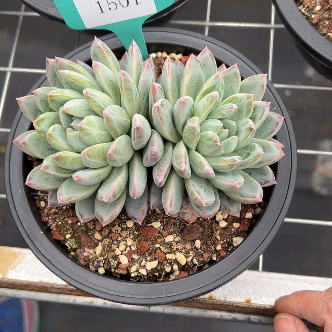 栀**开1501肉多么多么多哦