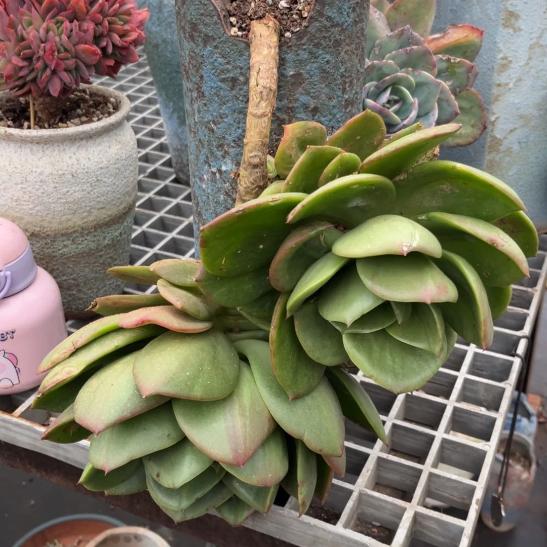 小雨多肉以晴翠花