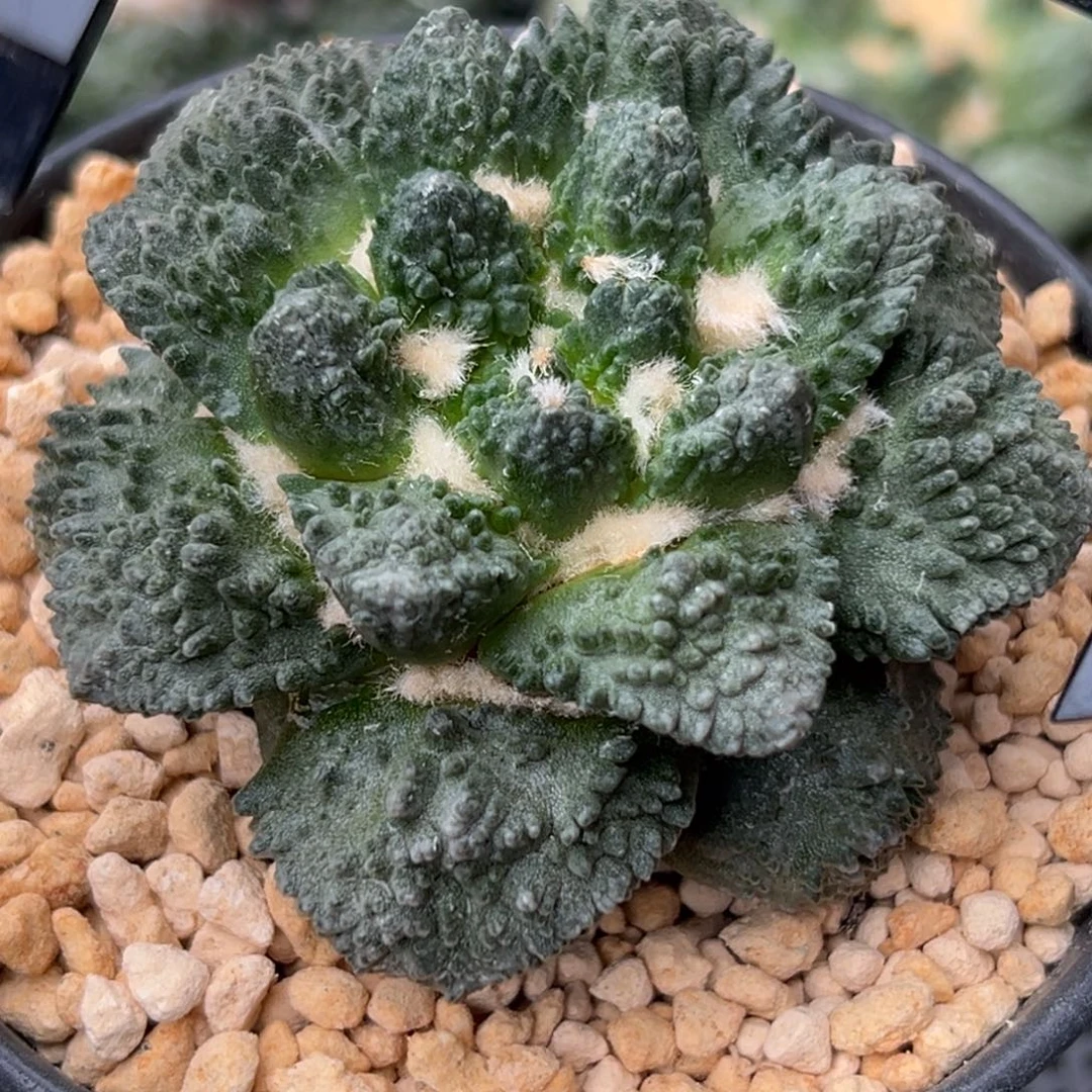 158 晾一个月上盆