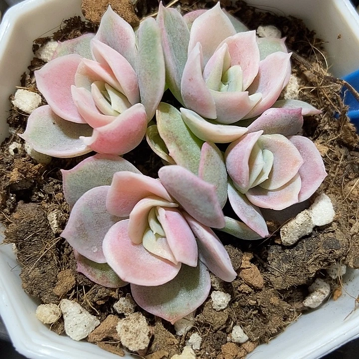 多肉植物蓝色惊喜锦1022