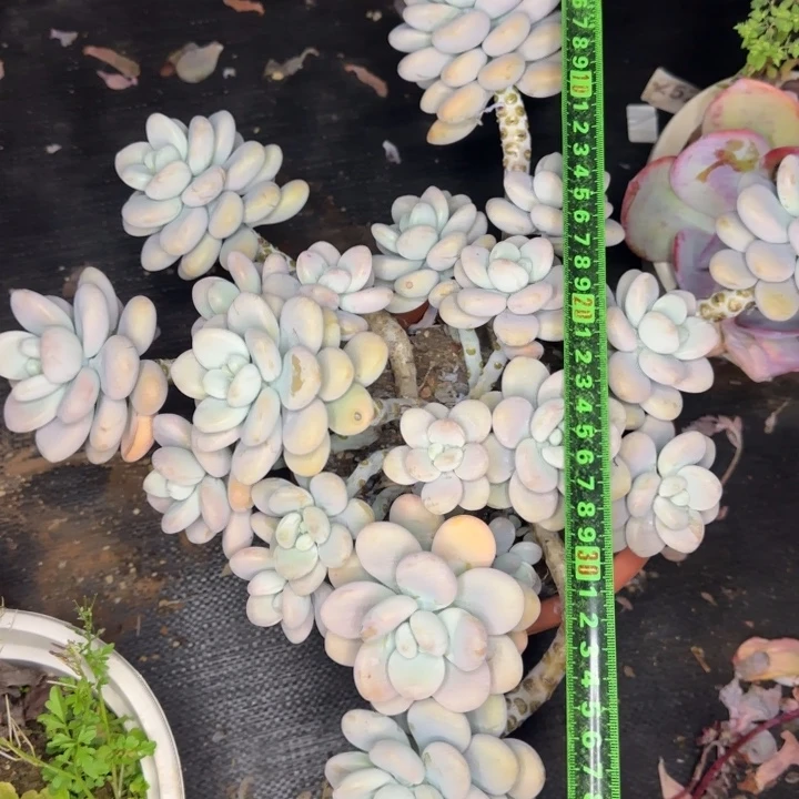 洛神383 多肉植物一物一拍
