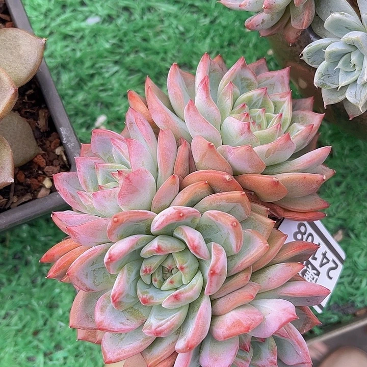 红鸾朵朵24108多肉植物