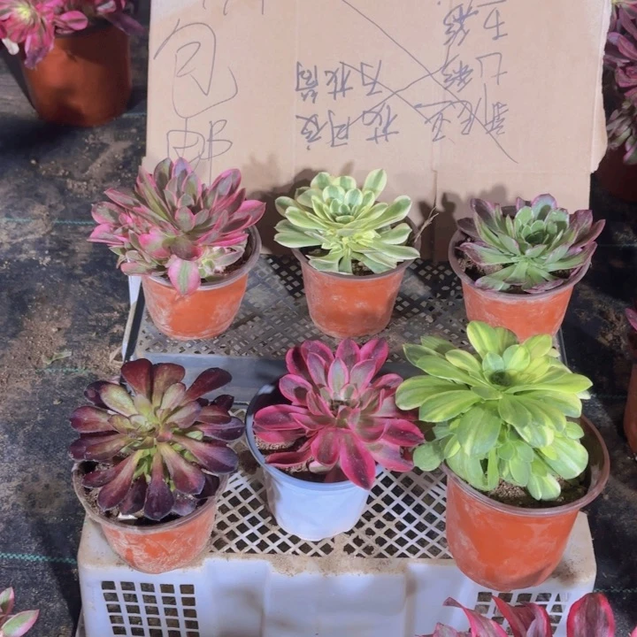 6颗多肉多肉植物