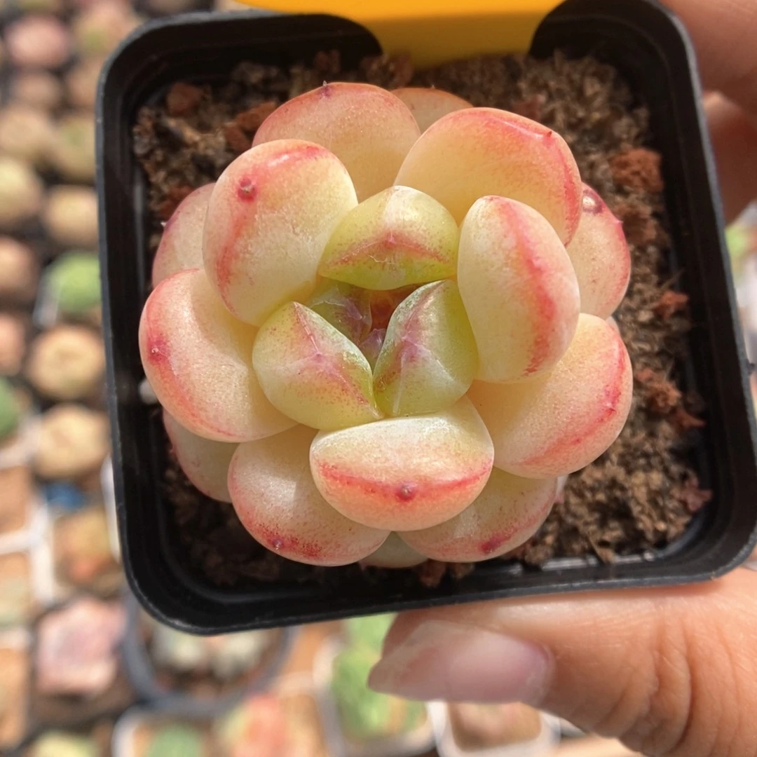 白雪珍妮1145号。