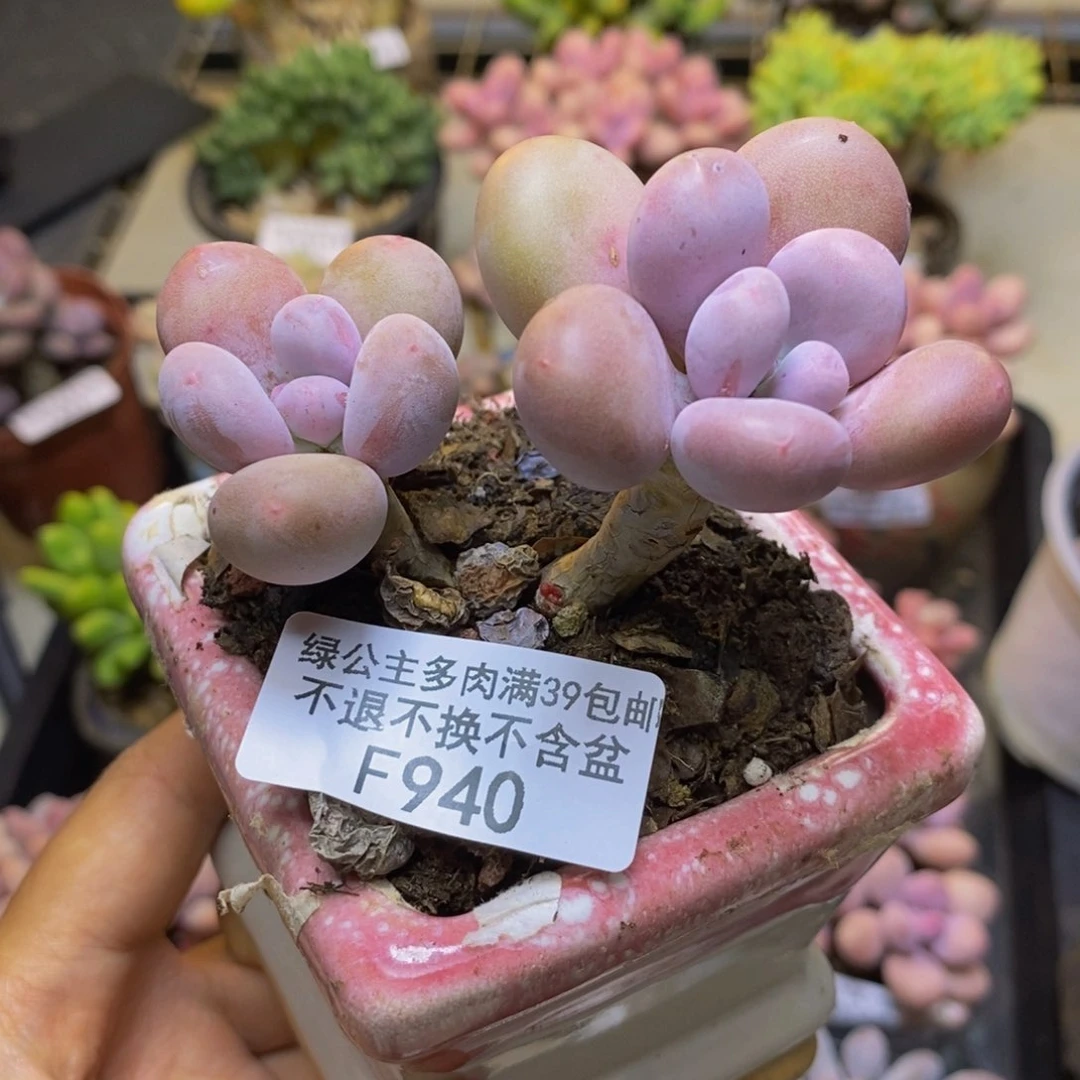 940彩虹奶多肉7c m