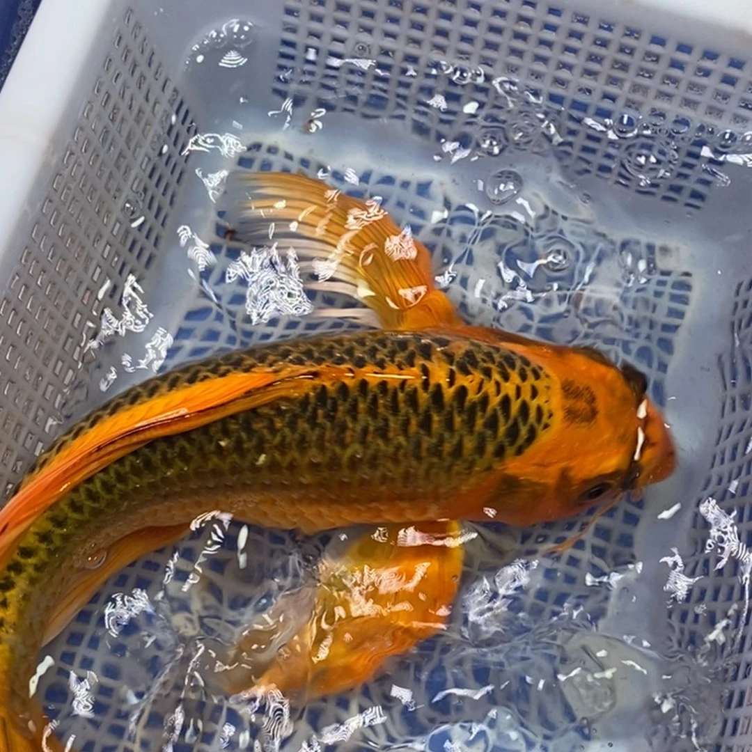 锦鲤冷水锦鲤包邮