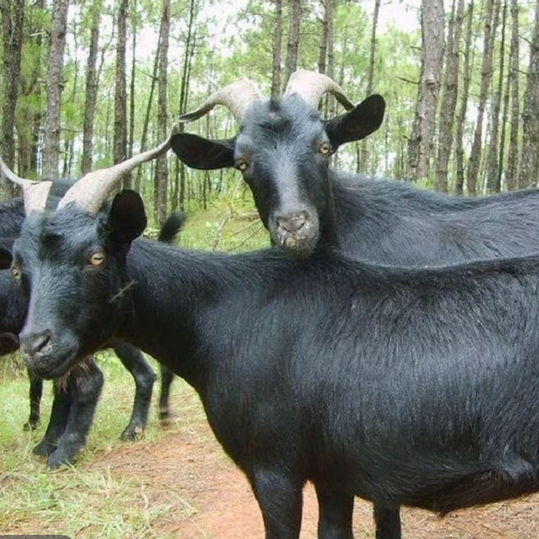 【羊后腿肉】怀集散养跑山羊/黑山羊稻谷草烧过