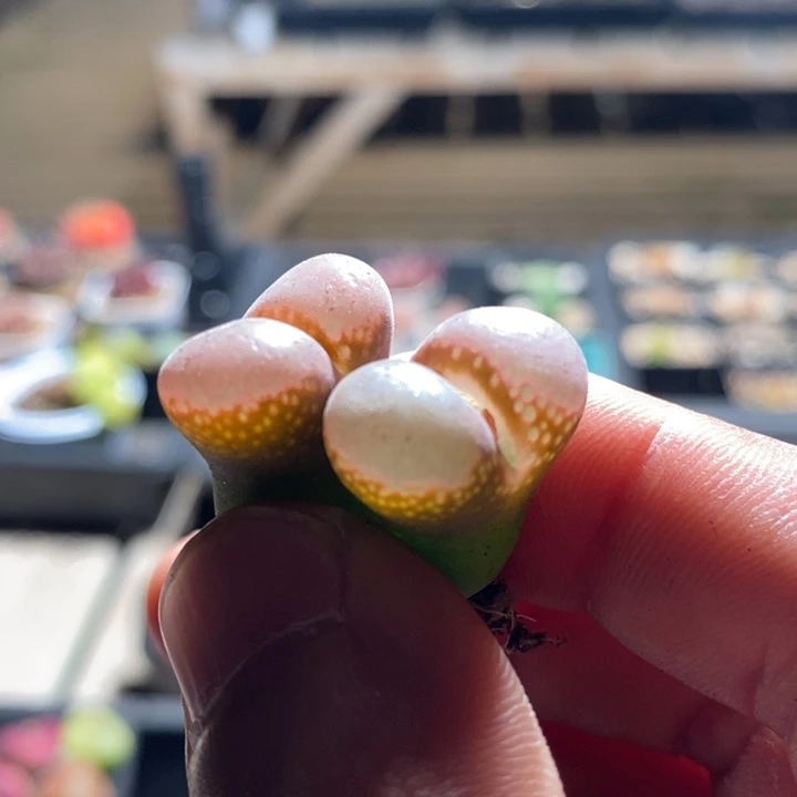 18125一组一组一组