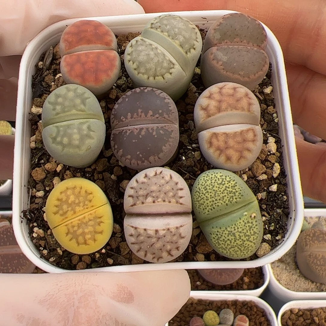 生石花多肉彩拼一盆