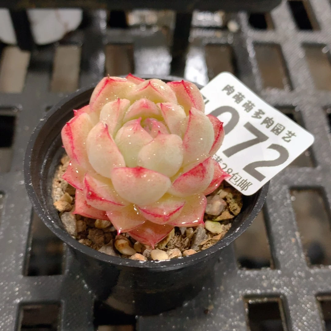 肉萌萌拇指盆精控多肉ZI072