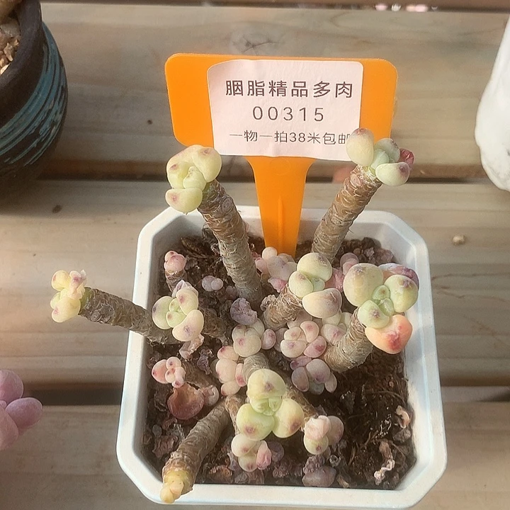 00315，哦无咯咯小宇