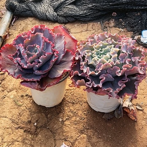 罗*丽多肉植物妖姬和高莎 2棵