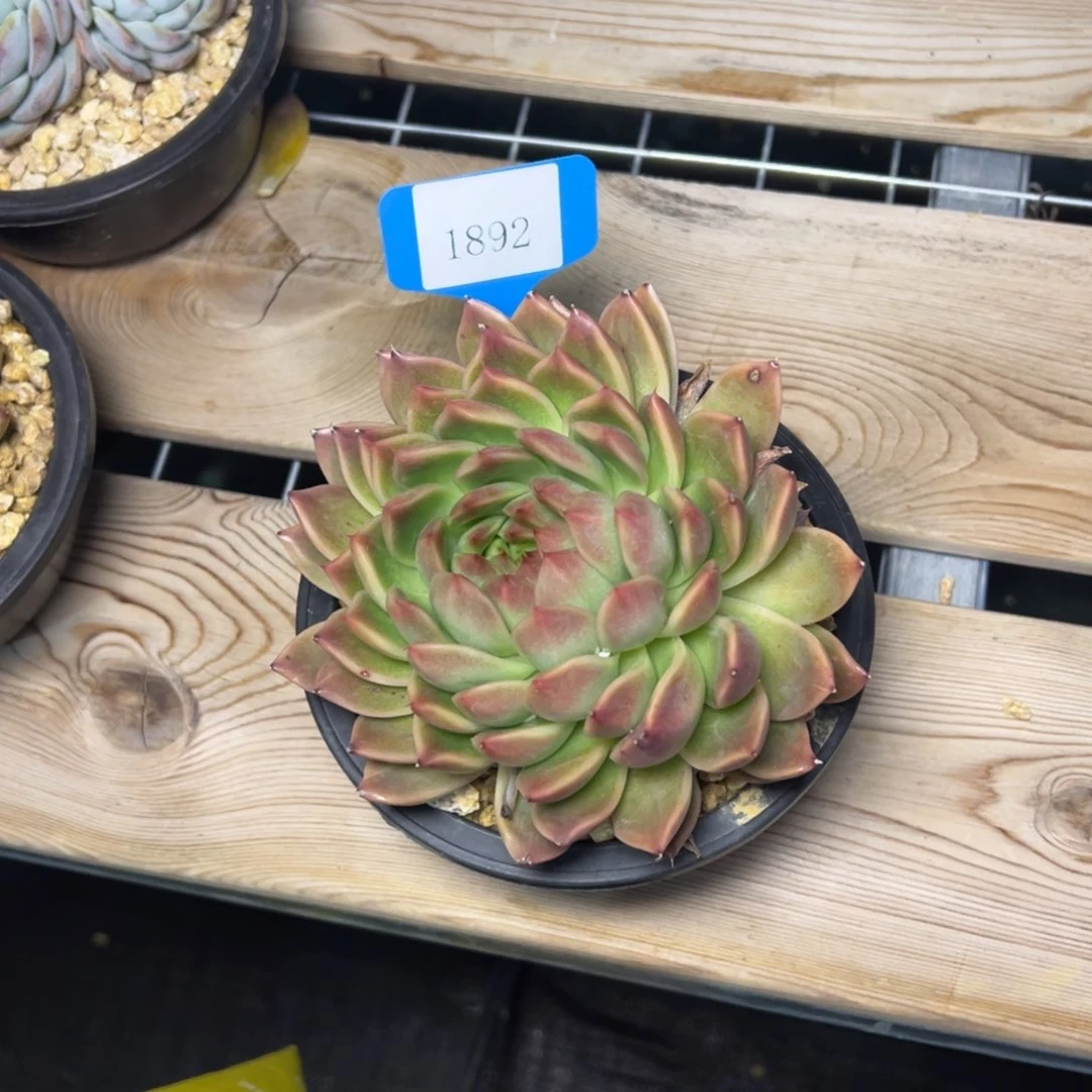 放****1892肉多么多哦哟多哦多哟