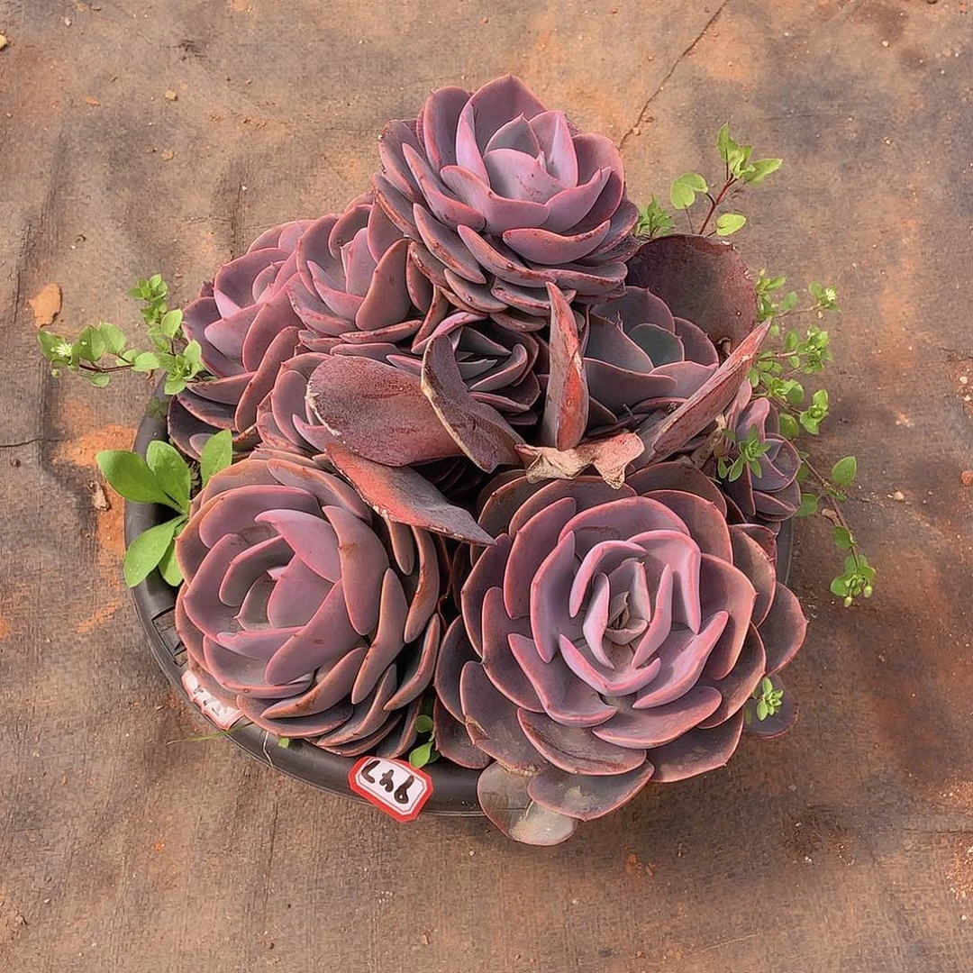 一物一拍多肉947尘埃玫瑰