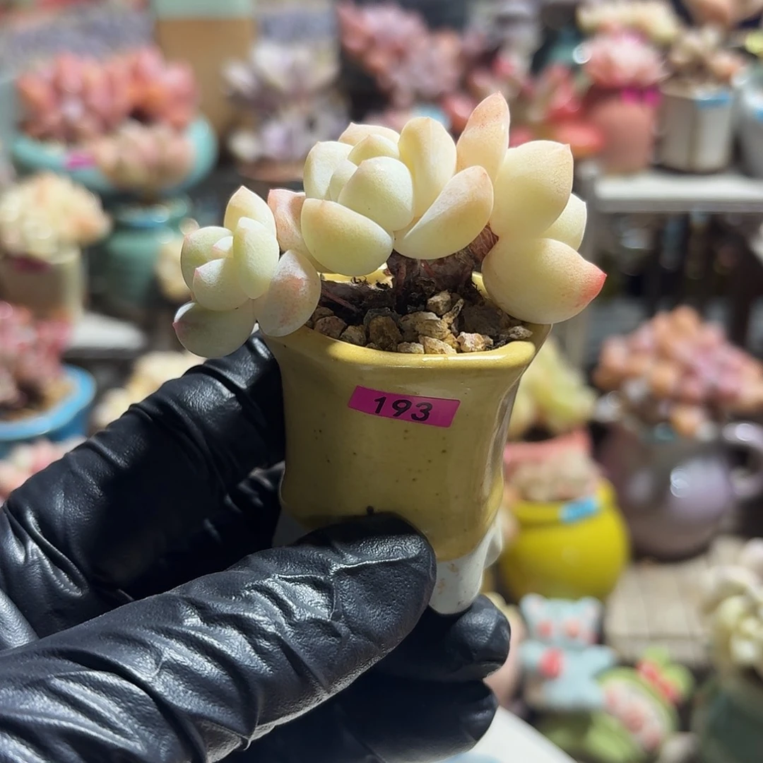 瞌***饱一物一拍编号193