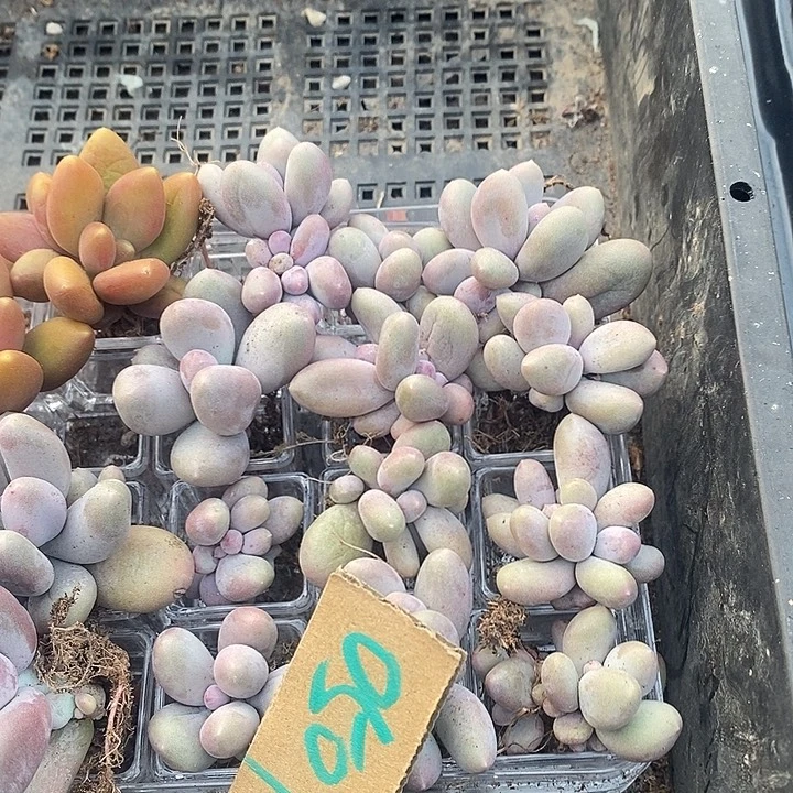 兜***糖无花朵0501号一物一拍米可