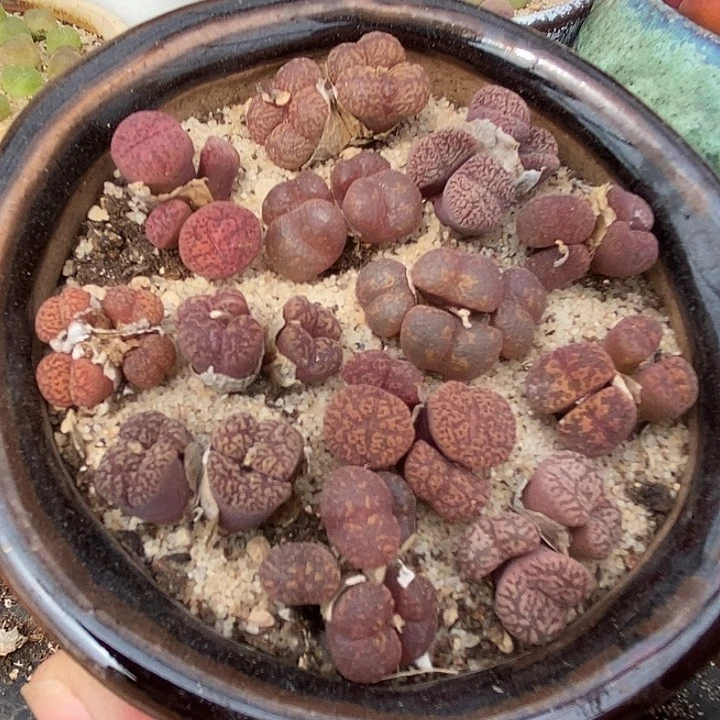 19546四头编号勋章一颗