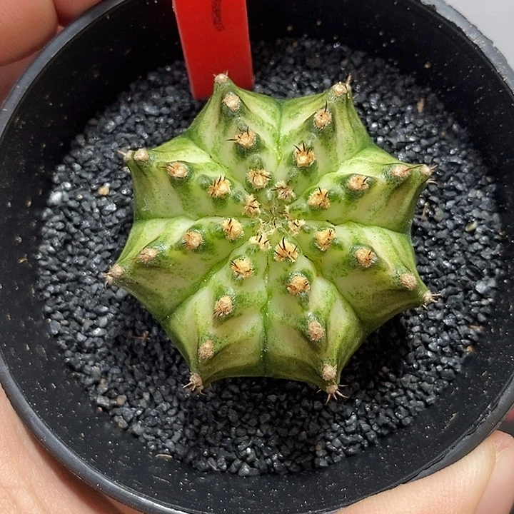 白海神—带盆土发货34