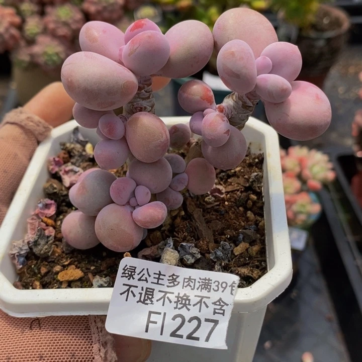 腰子桃蛋老桩227多肉植物