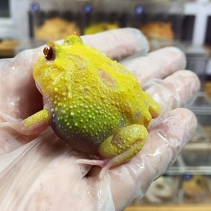 角蛙461号蛋黄变异角蛙