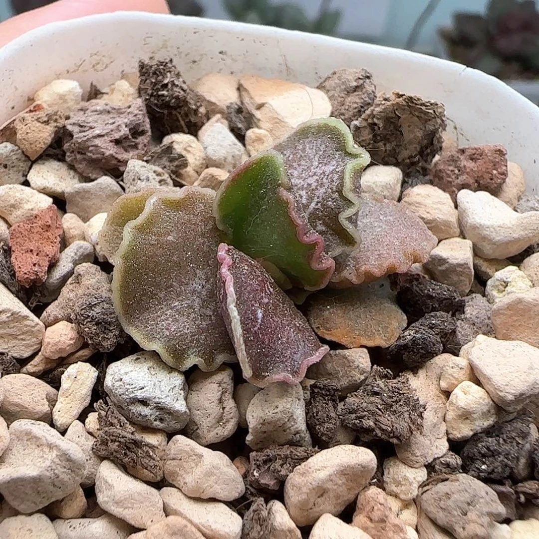 蜗**摘大波浪水泡多肉植物