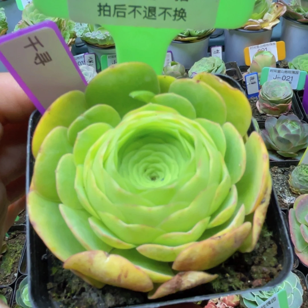 媛千寻多肉J087一物一拍