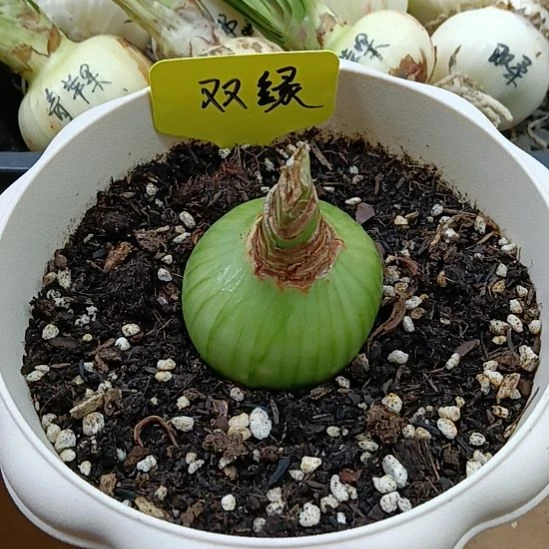 无花朵双绿5.8发一个