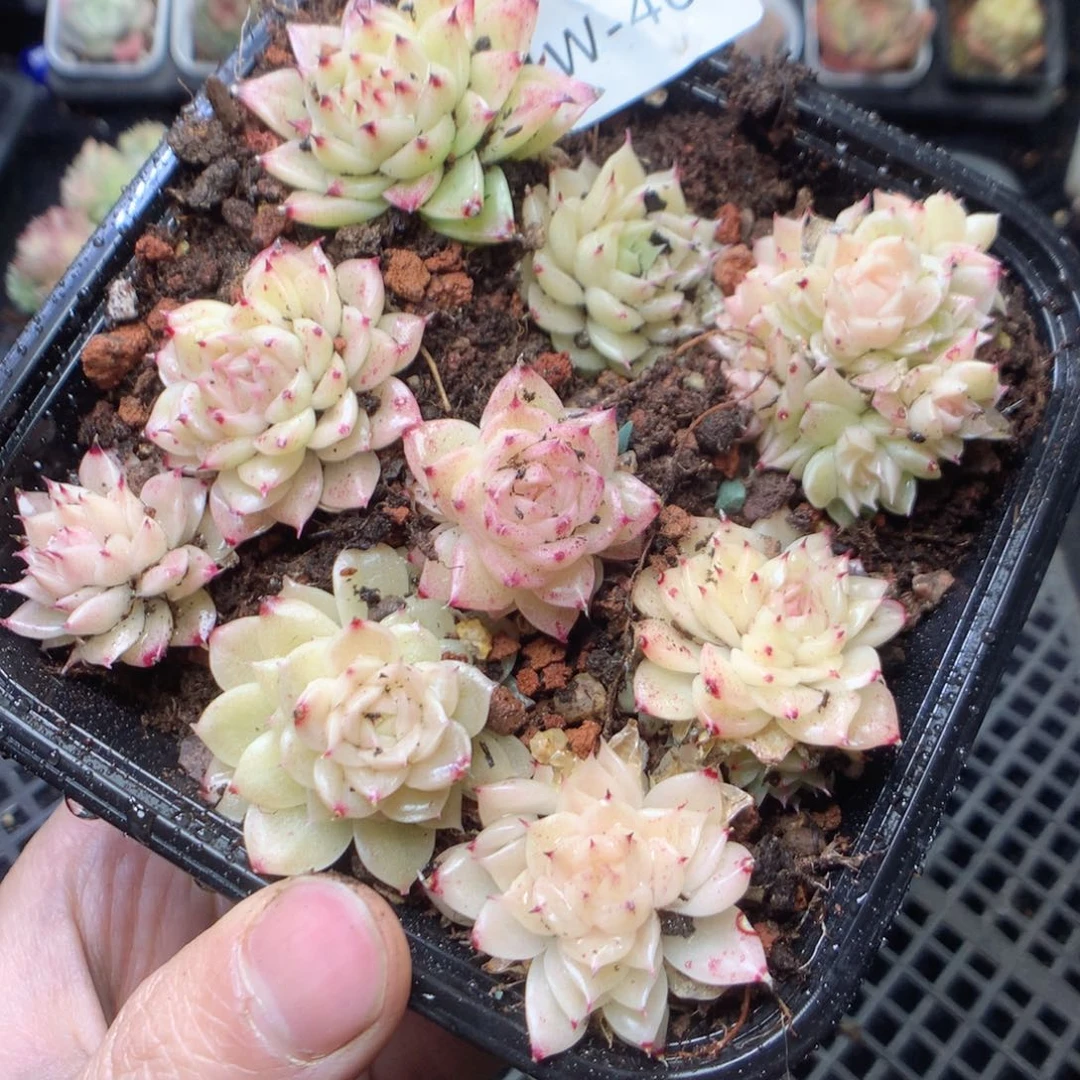 无花朵W46.  Yyyyyy