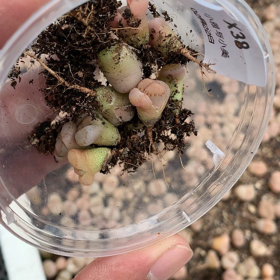 牙*X38多肉植物保护
