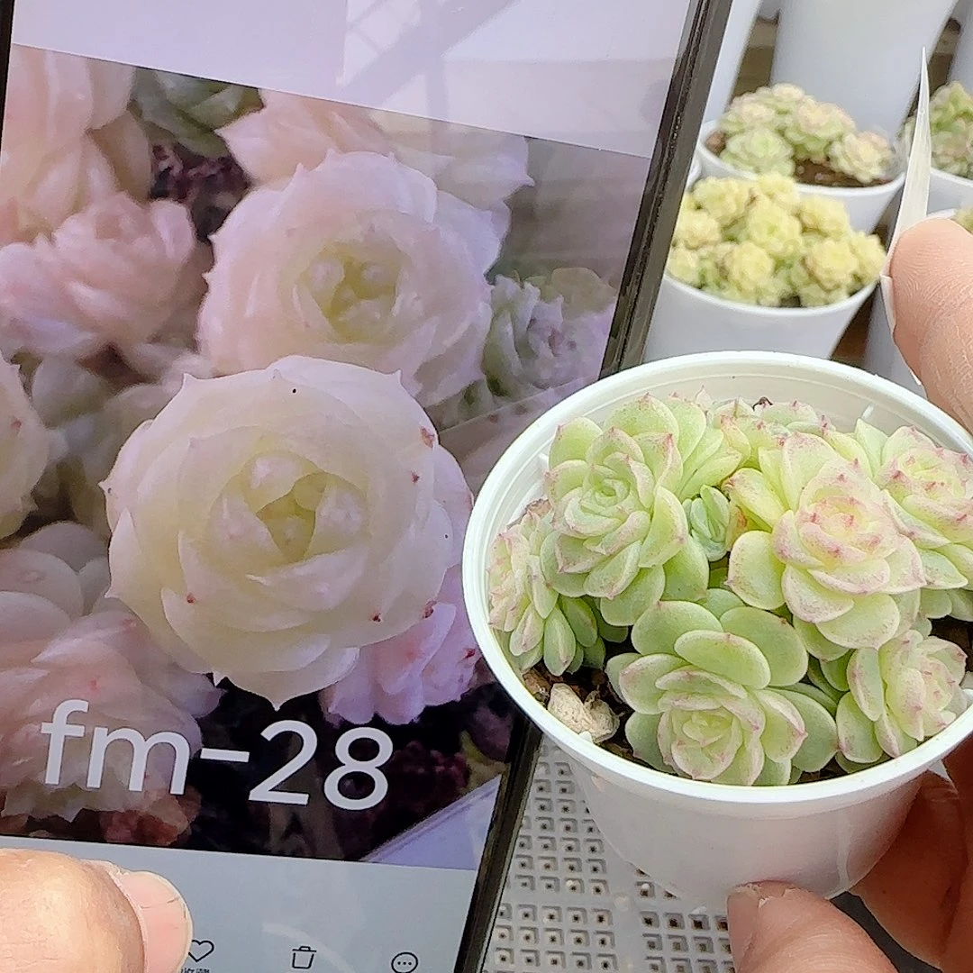 1121-101（fm-28）优选