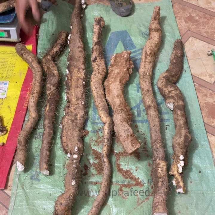 中国大陆广西野生风铃山药