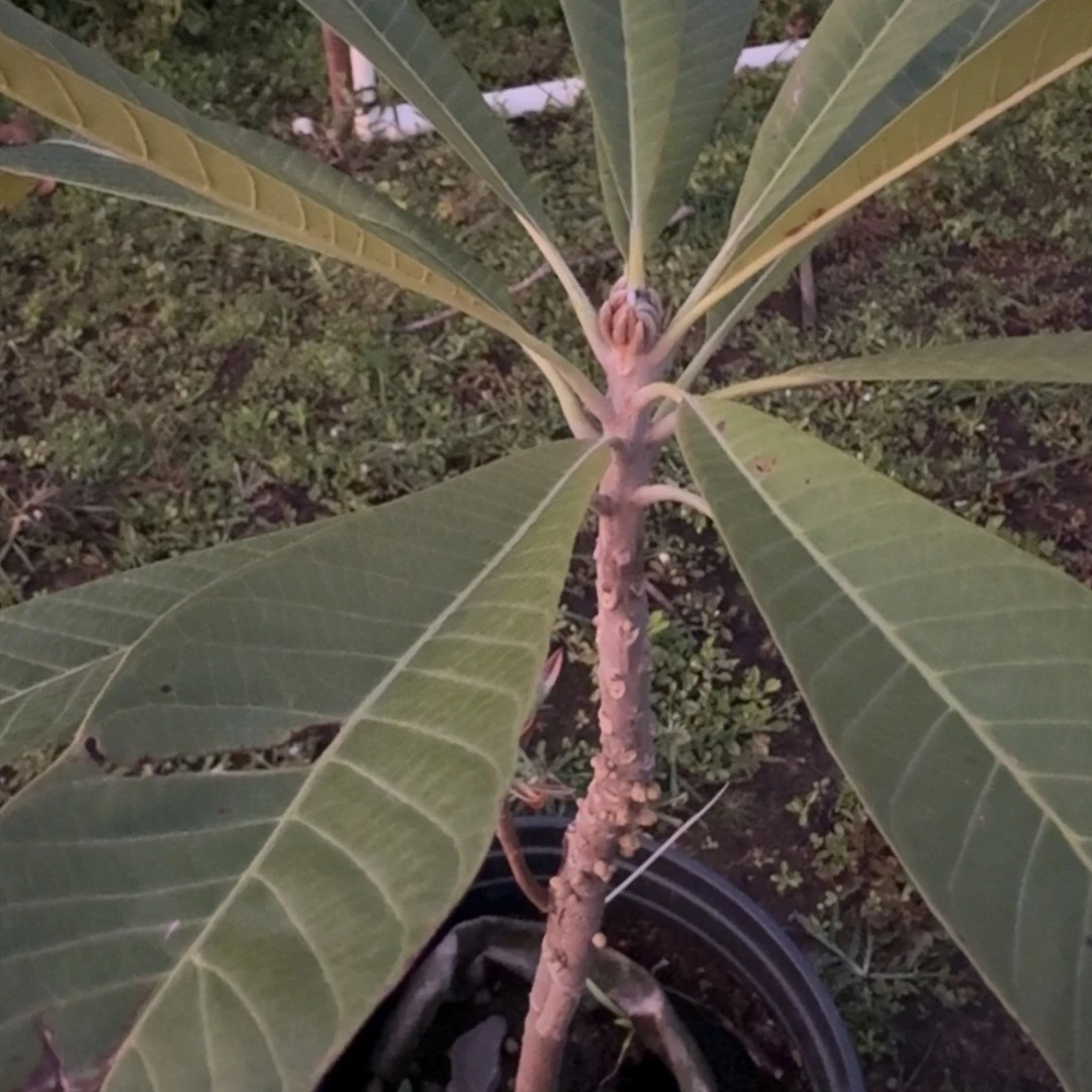 星***馆当前无花栽培后可以开花妈咪果