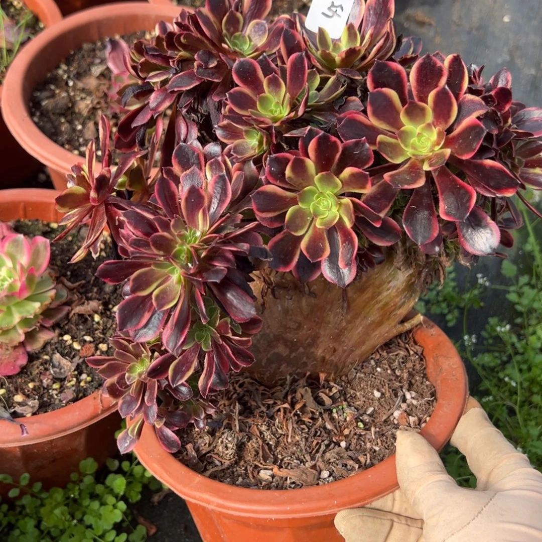 45欧嘉莉缀多肉椅子