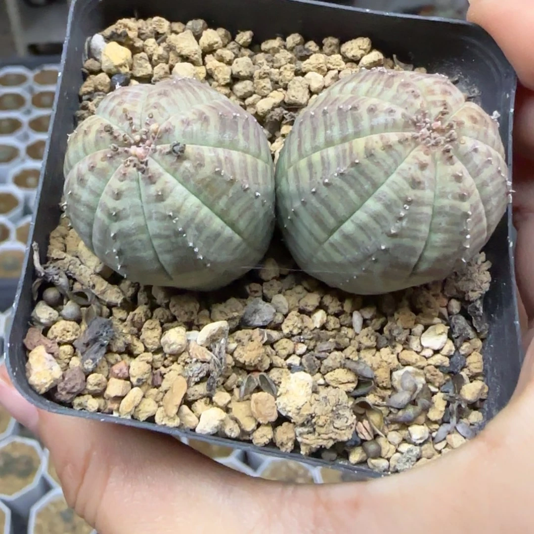 09实生欧布双头多肉冠服5.7