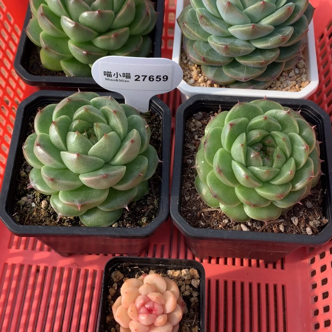 6*多肉植物麦秆珍妮