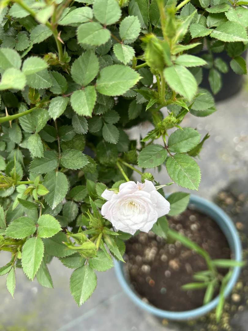 棒棒糖月季 玛丽四季开花月季鲜花盆栽