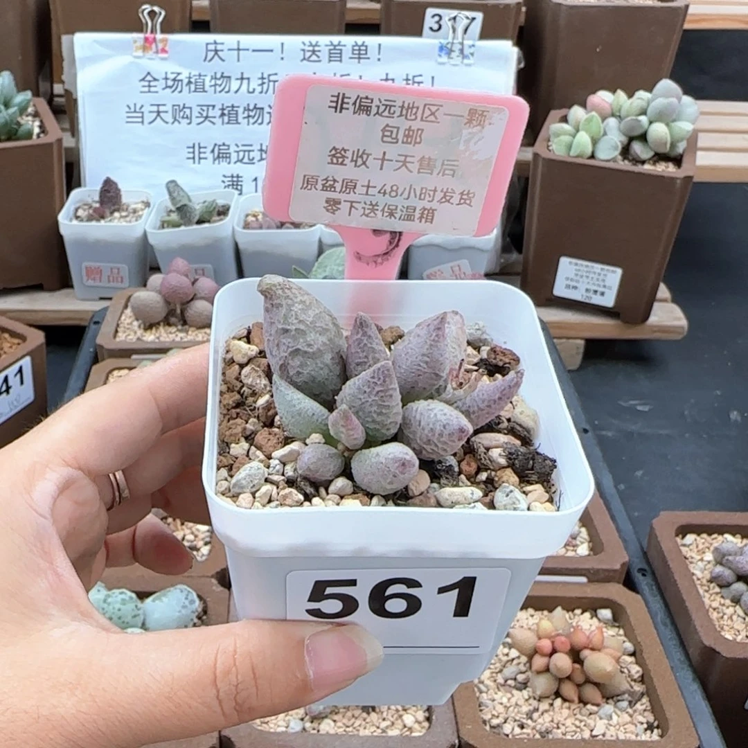 561融化纹冰淇淋微瑕