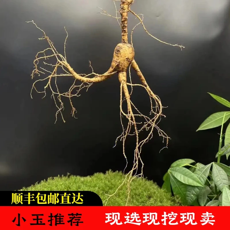 小玉一物一拍长白山林下参 现挖现卖 泡酒 煲汤 炖鸡 所见即所得