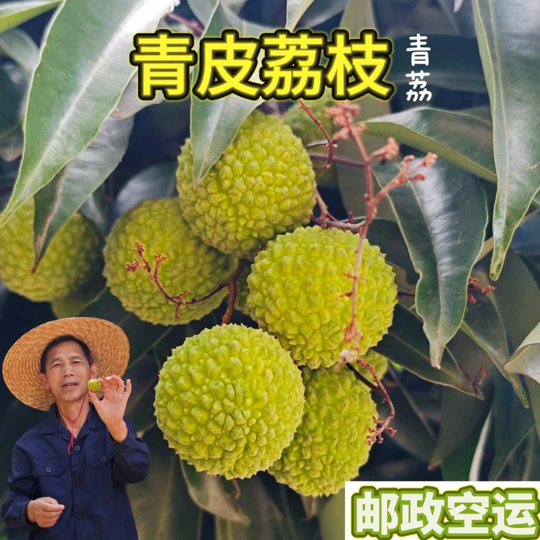 【萝卜大叔】广西青皮荔枝 清甜脆爽新鲜水果应季荔枝