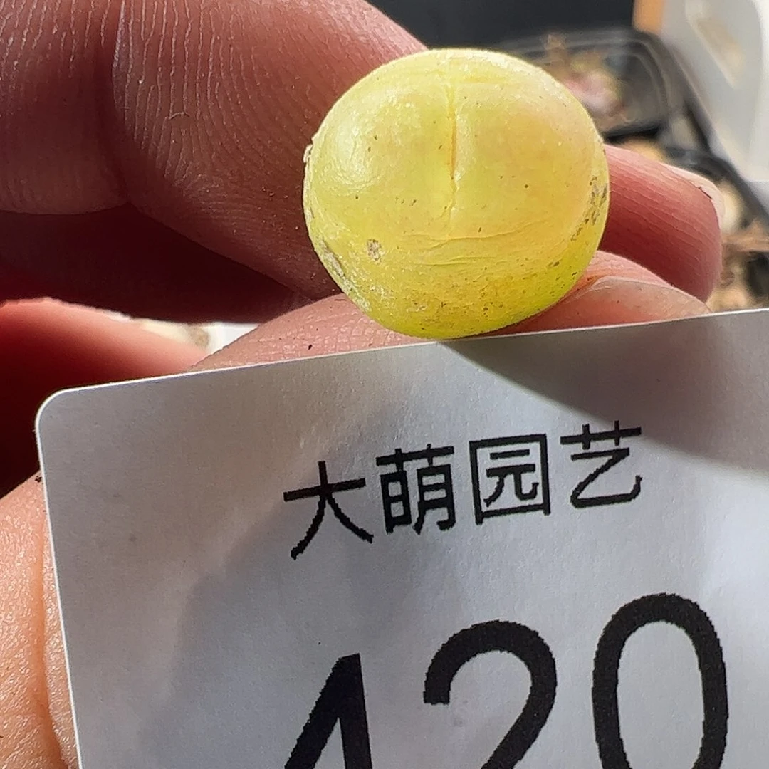0000420 一物一拍……