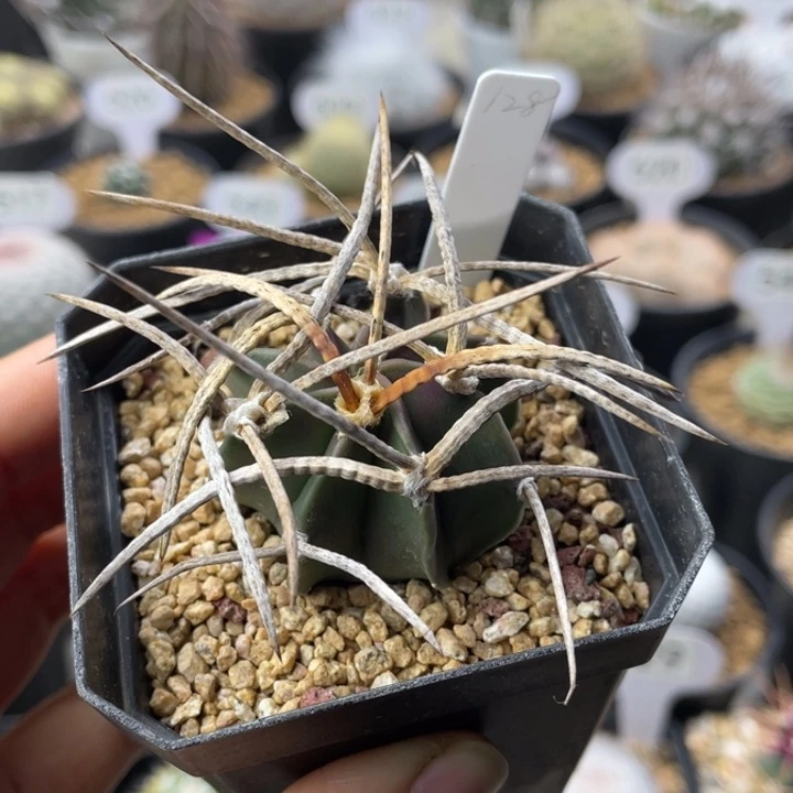 水牛大凤玉        实生根