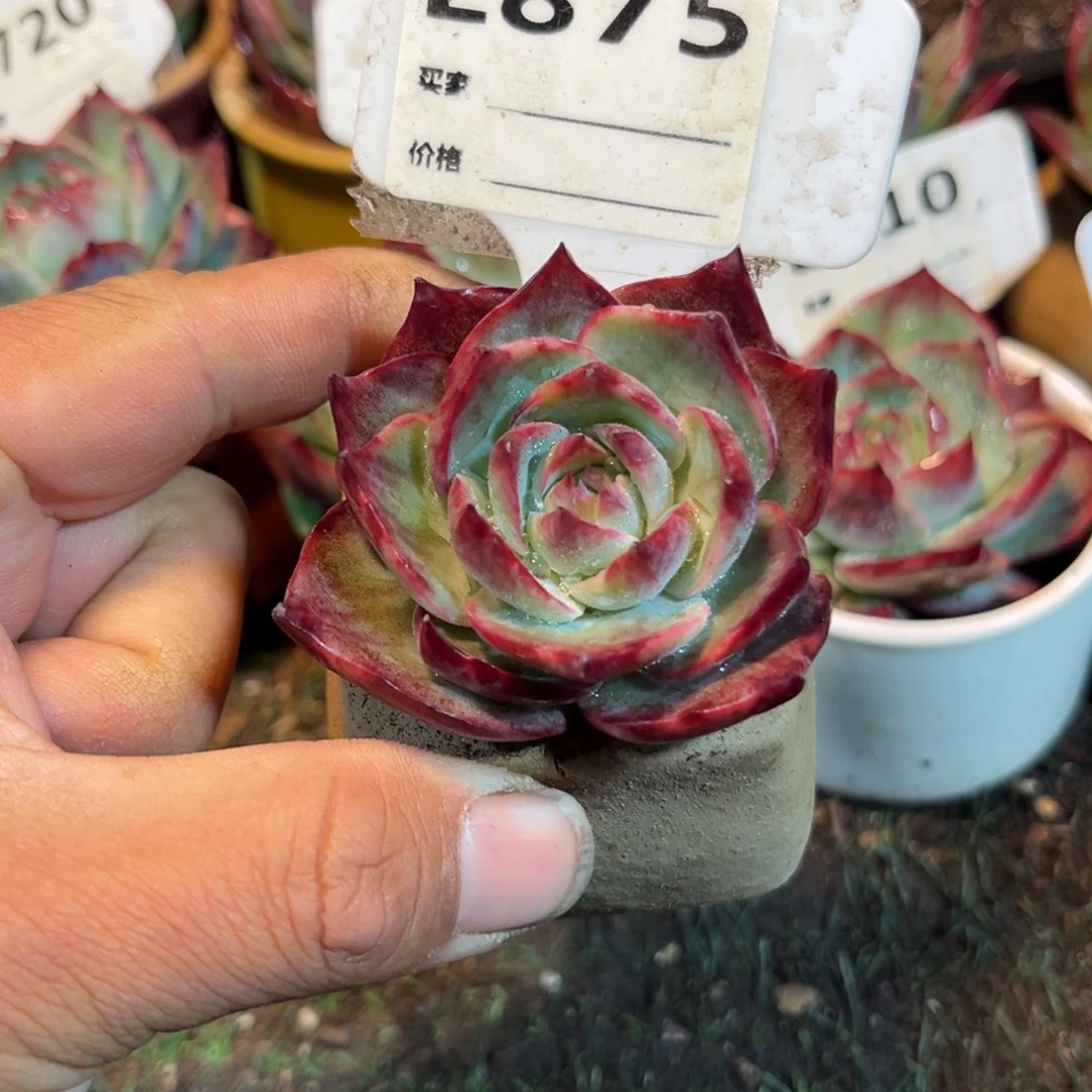 惊鸿一瞥675号无根多肉