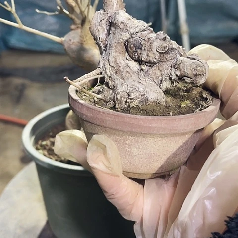她***失无花朵小微盆景艺术学院造型设计