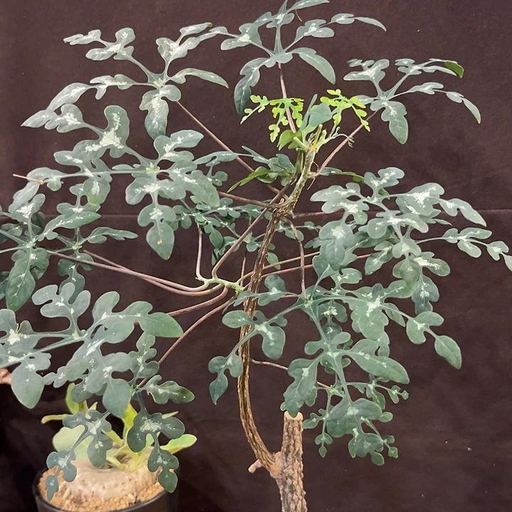 潮流植物蓝宝石叶子漂亮